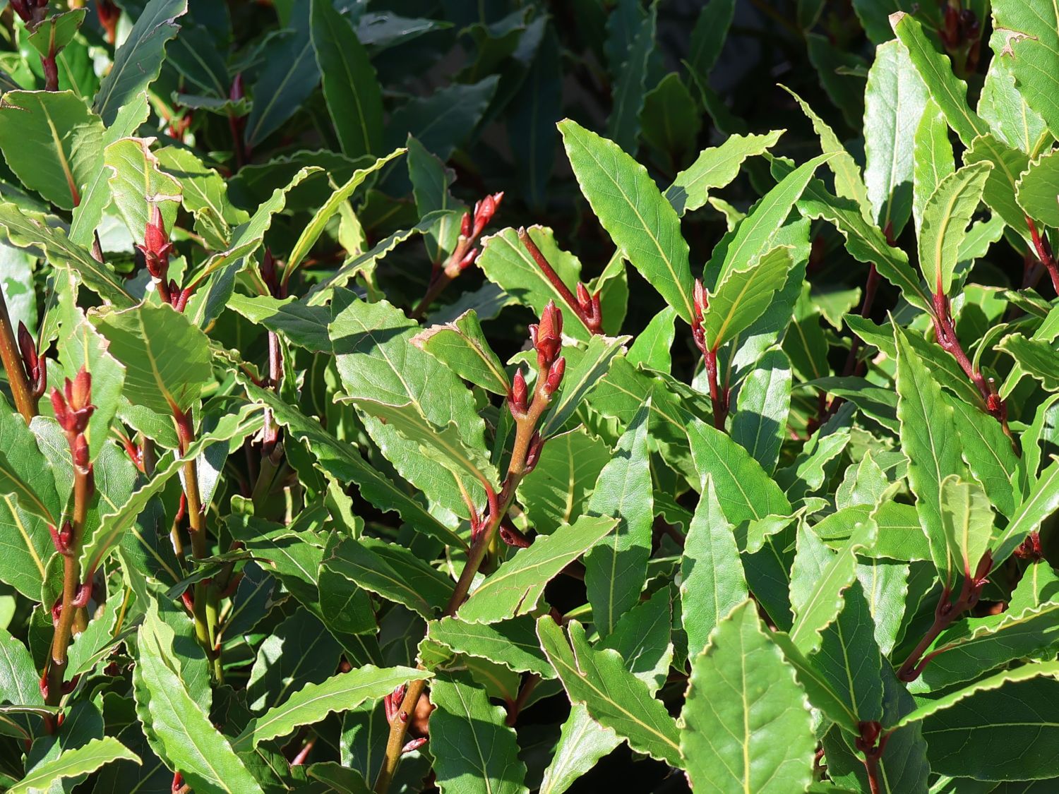 Echter Lorbeer 'LITTLE RAGU' ® - Laurus nobilis 'LITTLE RAGU' ®