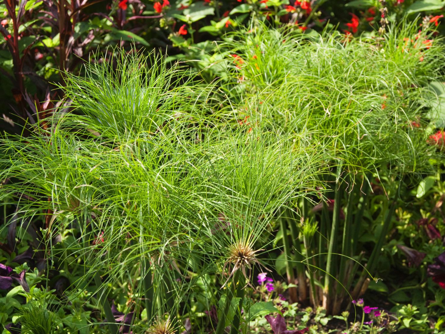 Zypergräser (Cyperus)