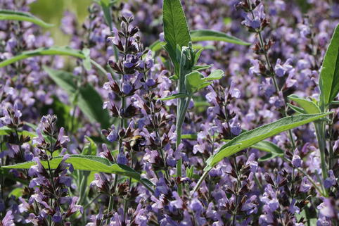 Echter Salbei / Apotheker Salbei / Gewürz-Salbei (Salvia officinalis)