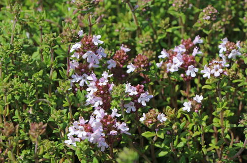 Echter Thymian, Quendel - Thymus vulgaris