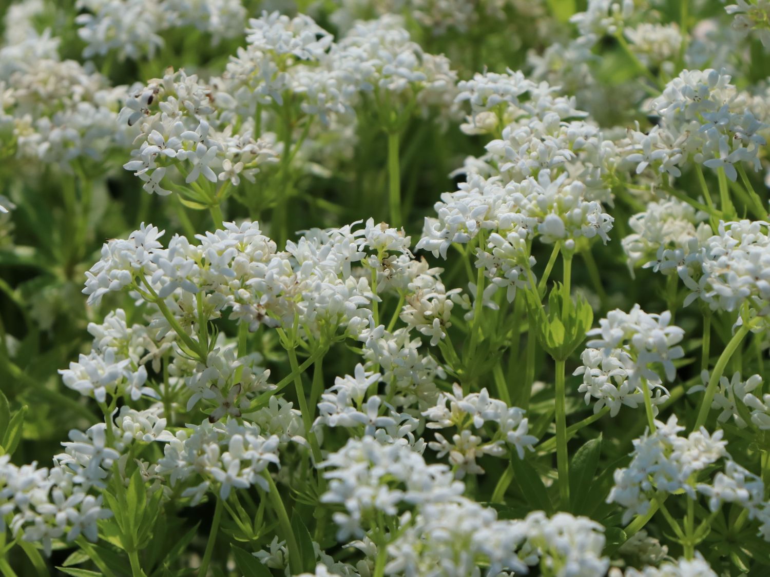Echter Waldmeister - Galium odoratum