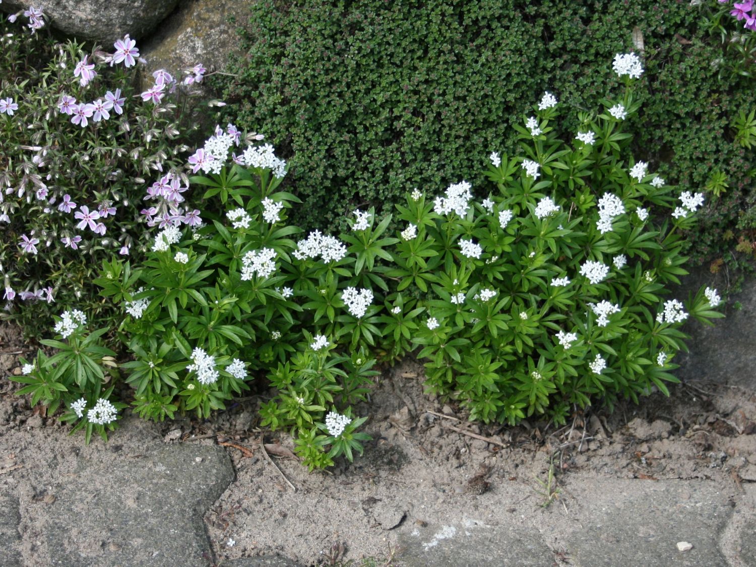 Echter Waldmeister - Galium odoratum
