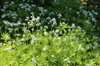 Echter Waldmeister - Galium odoratum