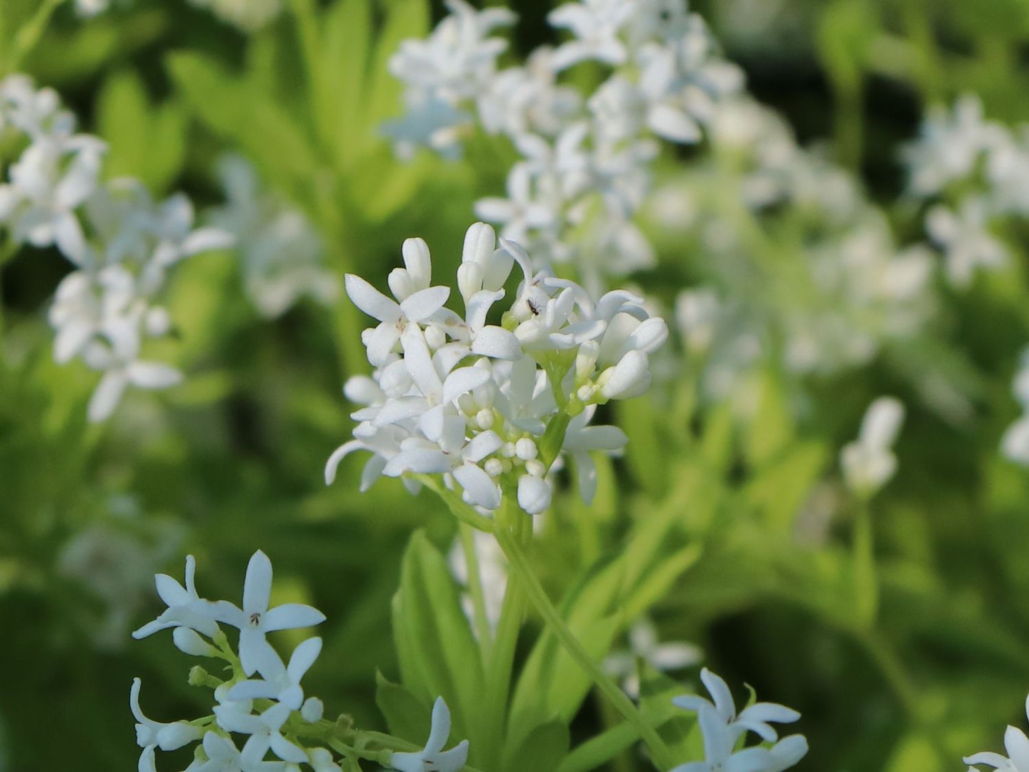 Echter Waldmeister - Galium odoratum