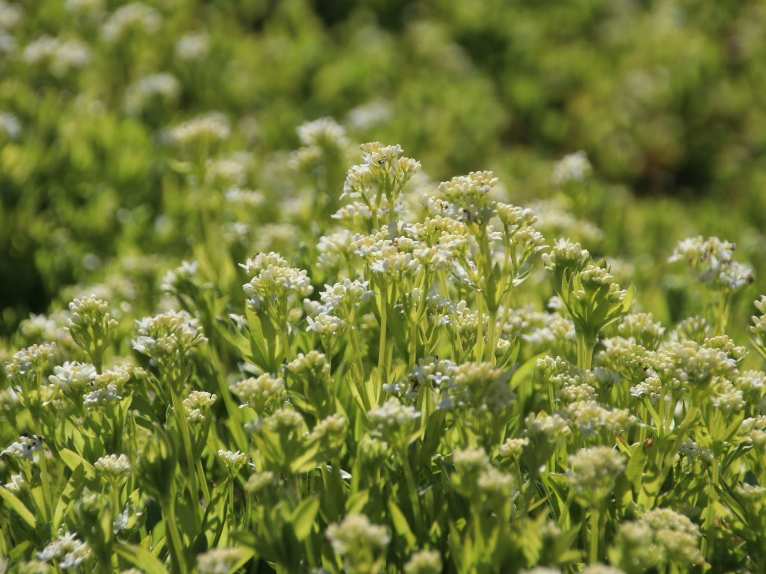 Echter Waldmeister - Galium odoratum