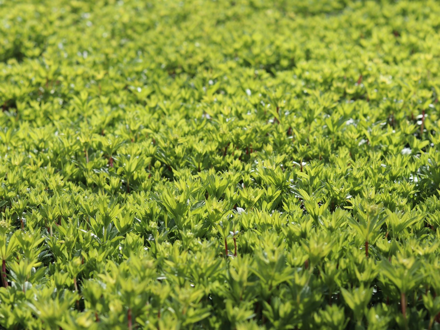 Echter Waldmeister - Galium odoratum