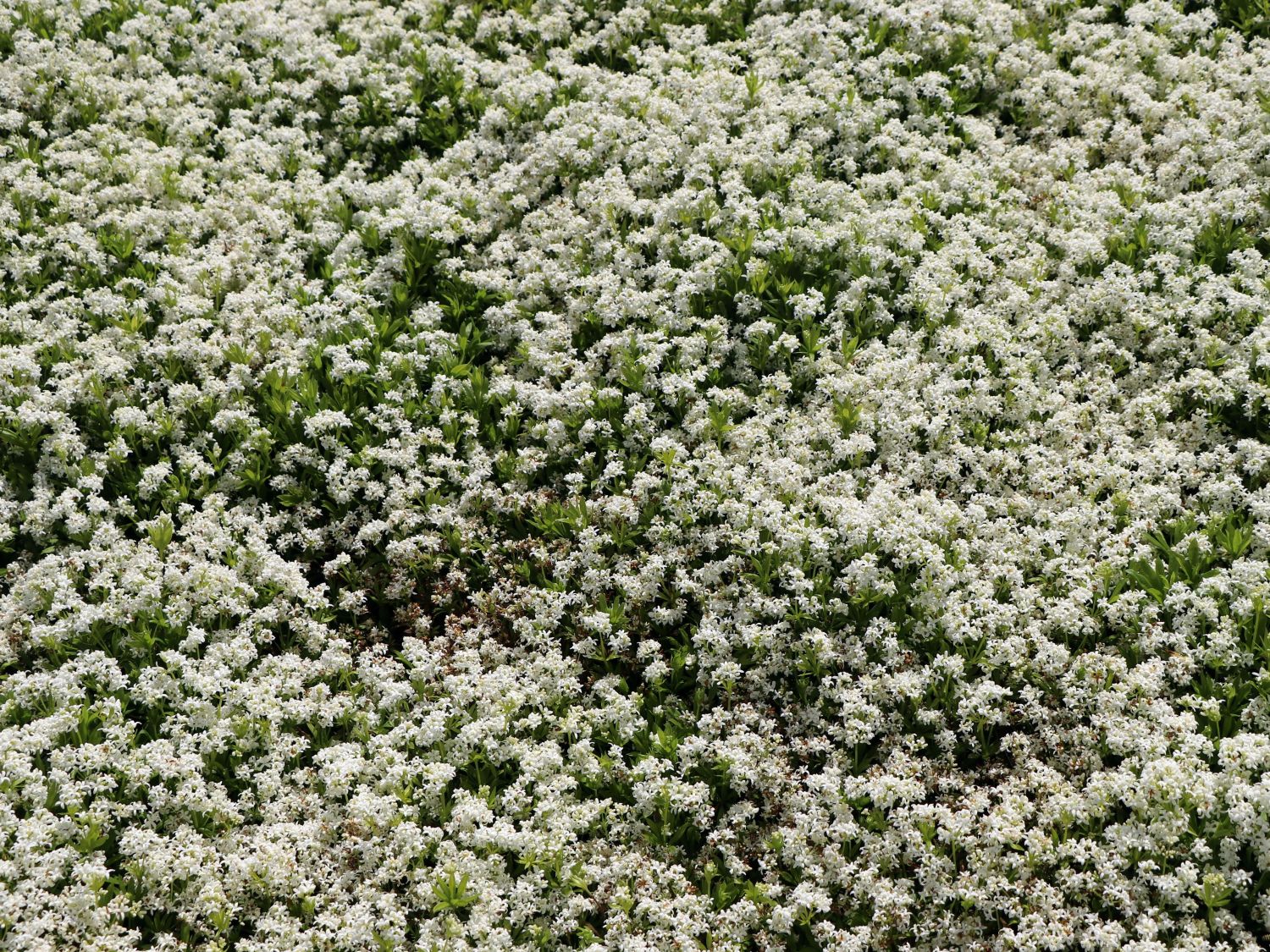 Echter Waldmeister - Galium odoratum