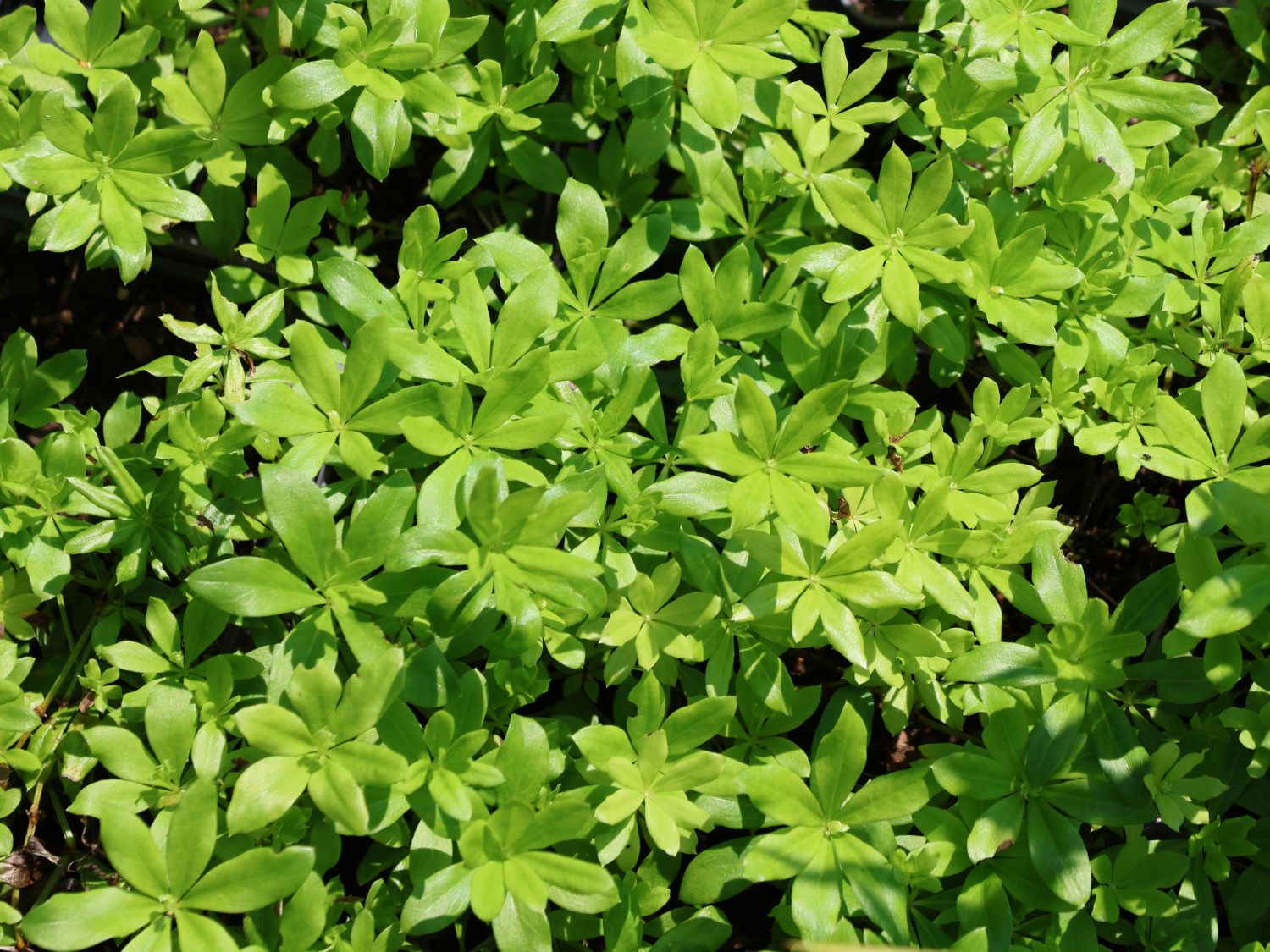 Echter Waldmeister - Galium odoratum