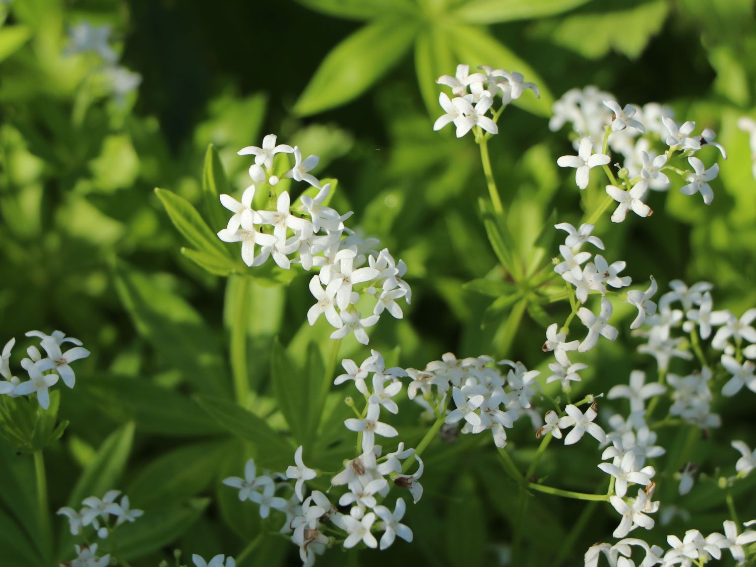 Echter Waldmeister - Galium odoratum