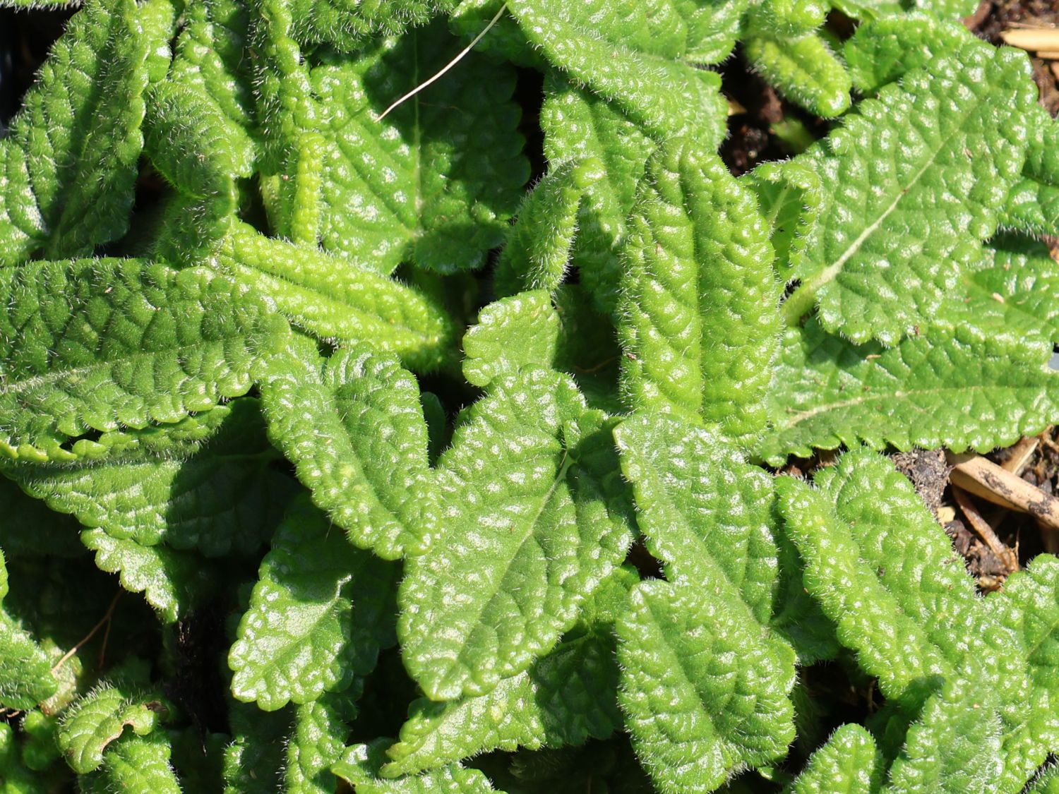 Echter Ziest 'Ukkie'