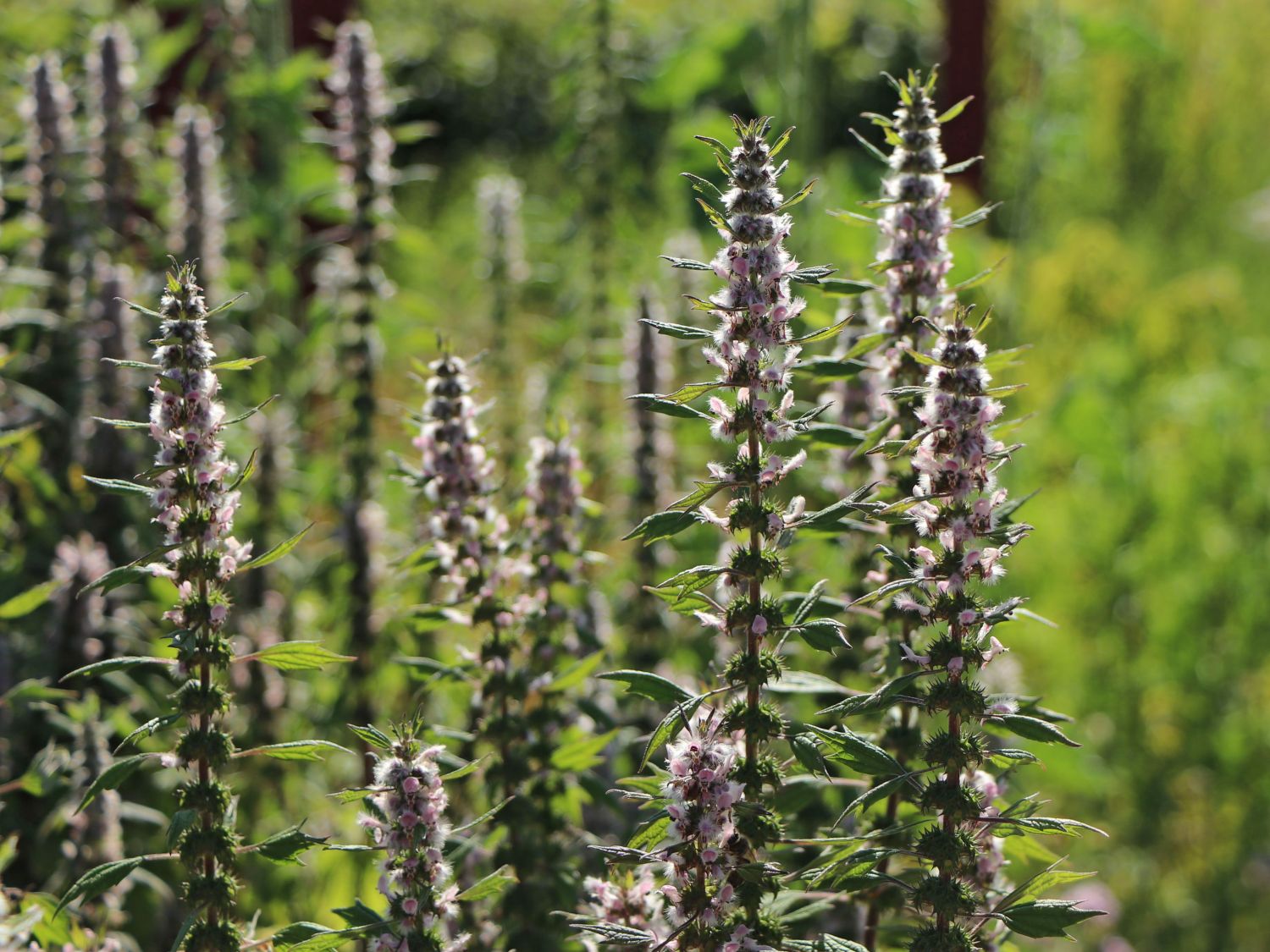 Echtes Herzgespann - Leonurus cardiaca