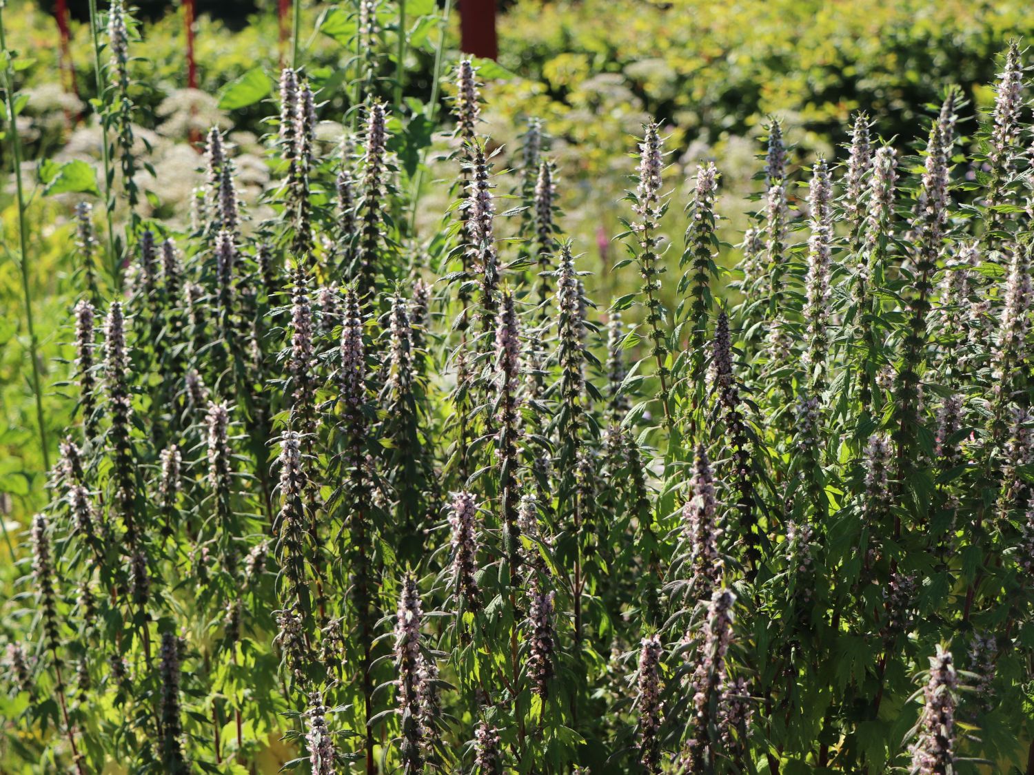 Echtes Herzgespann - Leonurus cardiaca