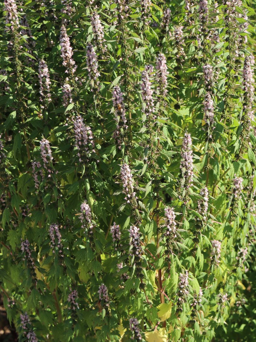 Echtes Herzgespann - Leonurus cardiaca