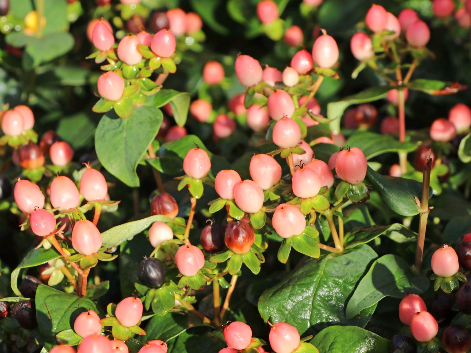 Echtes Johanniskraut 'Miracle Blossom' - Hypericum perforatum 'Miracle Blossom'