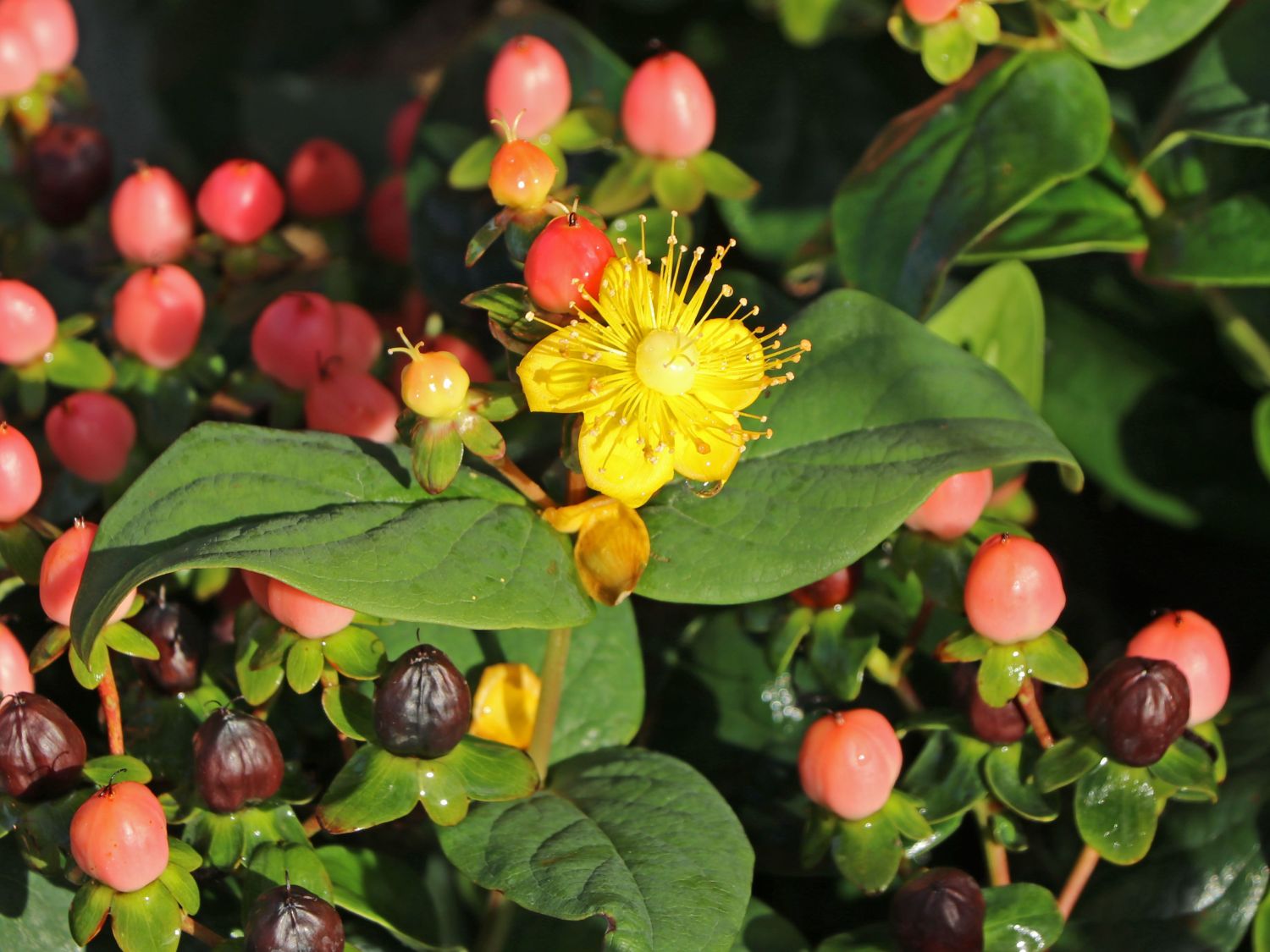 Echtes Johanniskraut 'Miracle Blossom' - Hypericum perforatum 'Miracle Blossom'