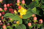Echtes Johanniskraut 'Miracle Blossom' - Hypericum perforatum 'Miracle Blossom'