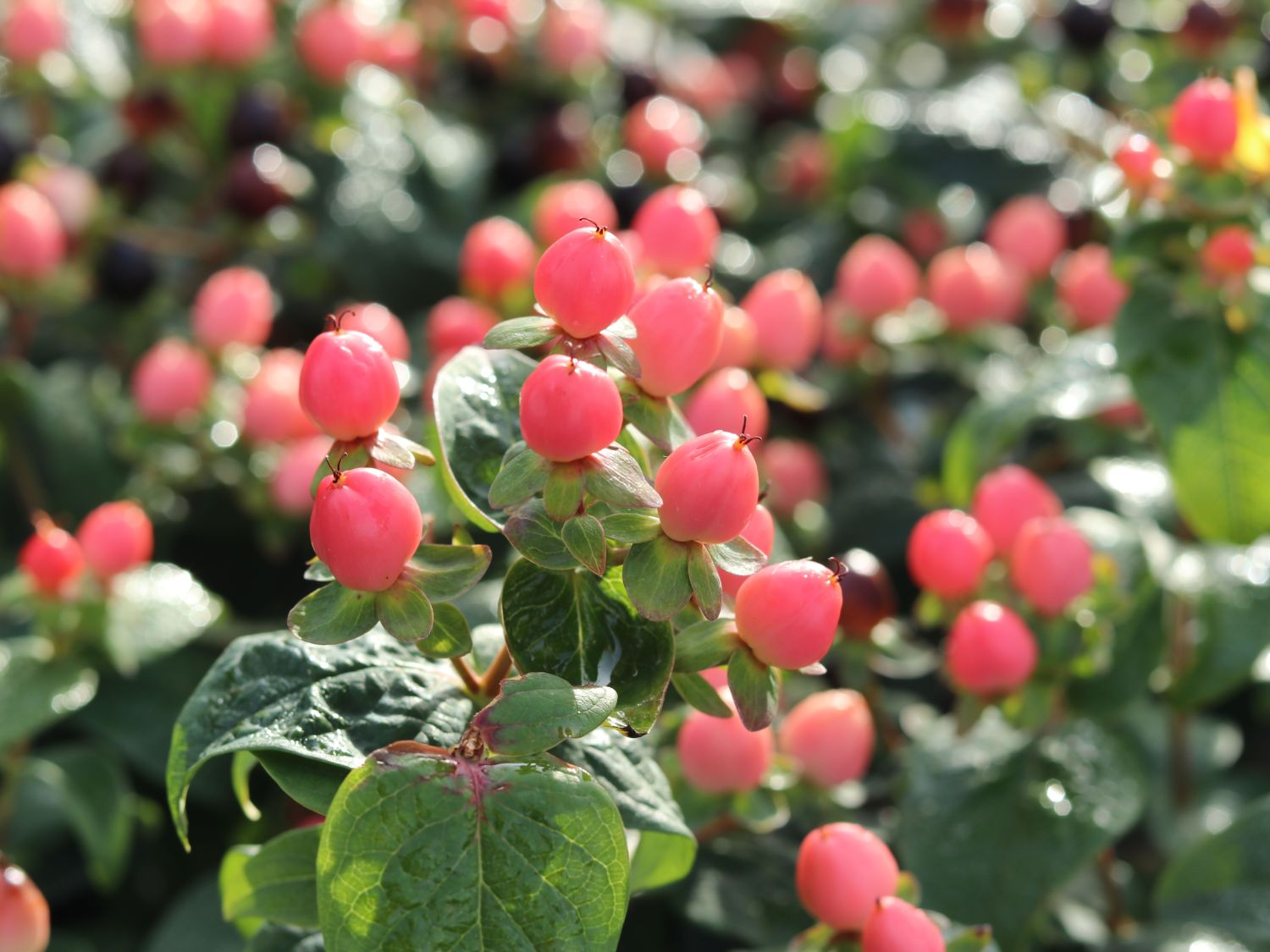 Echtes Johanniskraut 'Miracle Blossom' - Hypericum perforatum 'Miracle Blossom'