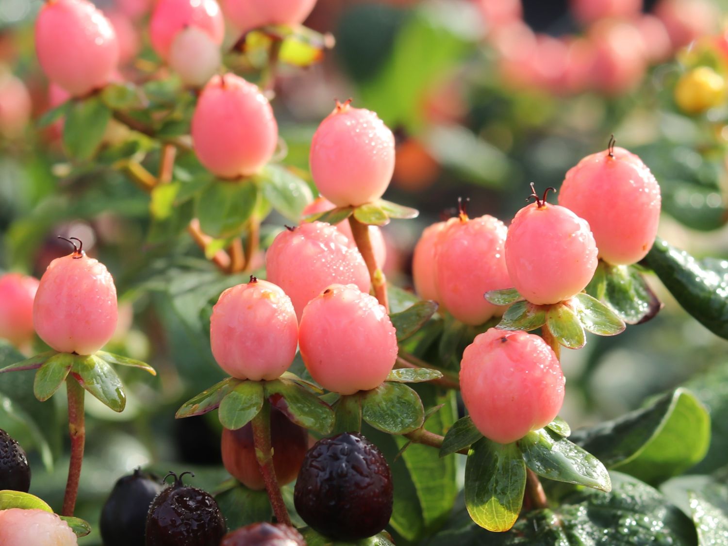 Echtes Johanniskraut 'Miracle Blossom' - Hypericum perforatum 'Miracle Blossom'