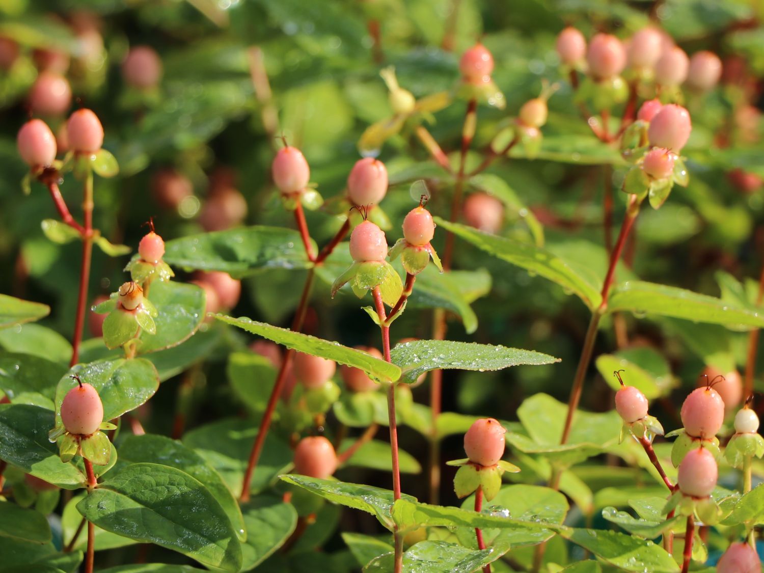 Echtes Johanniskraut 'Miracle Blossom' - Hypericum perforatum 'Miracle Blossom'