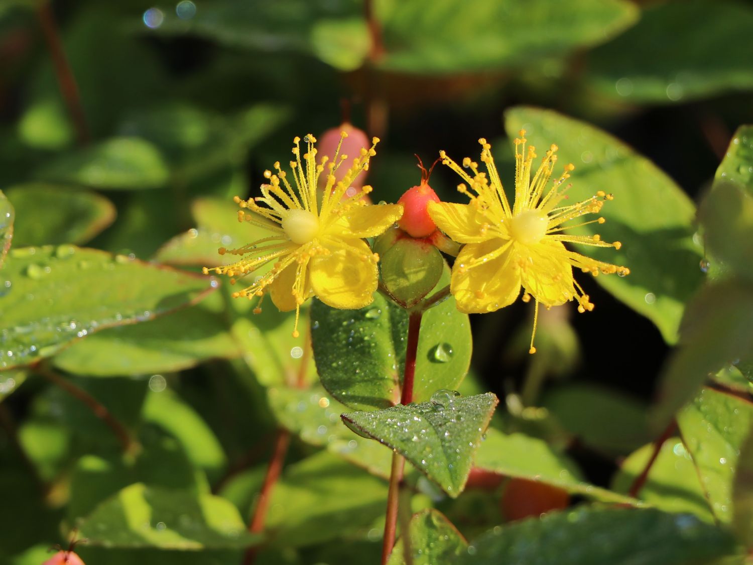 Echtes Johanniskraut 'Miracle Blossom' - Hypericum perforatum 'Miracle Blossom'