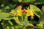 Echtes Johanniskraut 'Miracle Blossom' - Hypericum perforatum 'Miracle Blossom'