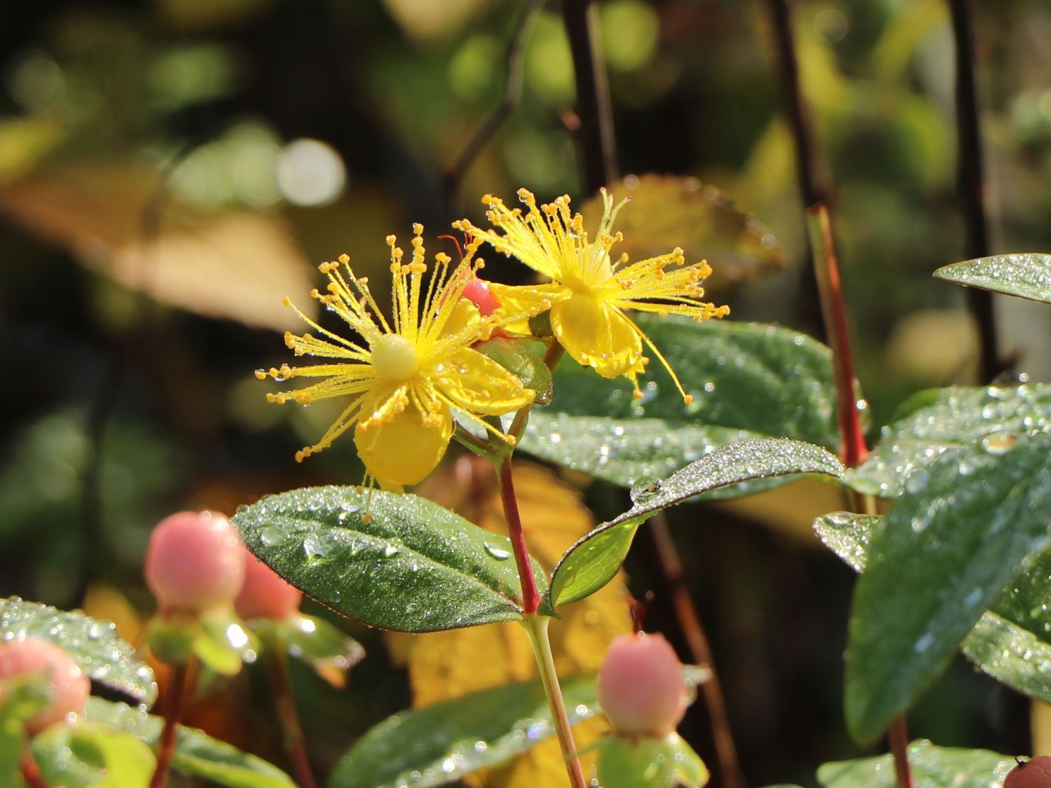 Echtes Johanniskraut 'Miracle Blossom' - Hypericum perforatum 'Miracle Blossom'
