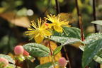 Echtes Johanniskraut 'Miracle Blossom' - Hypericum perforatum 'Miracle Blossom'