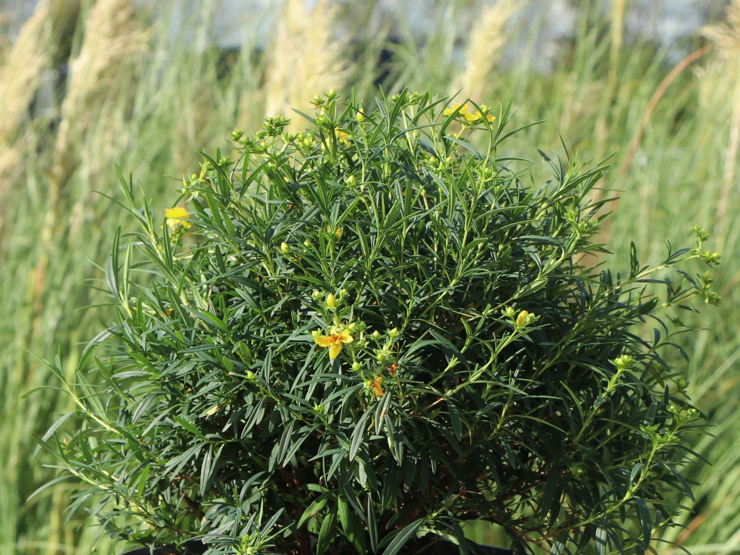 Echtes Johanniskraut 'Sunny Boulevard'