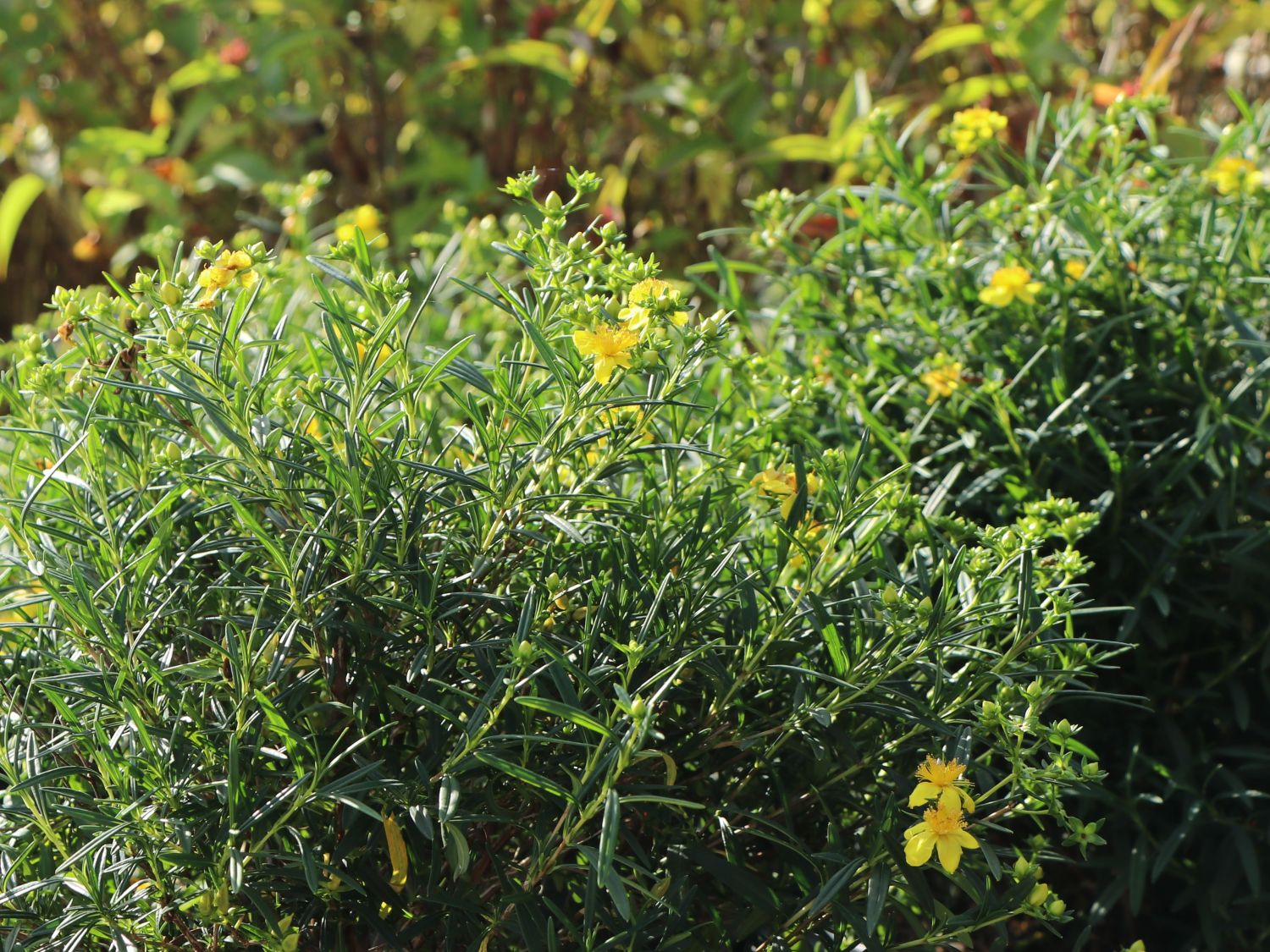 Kalms Johanniskraut PROVEN WINNERS ® 'Sunny Boulevard' - Hypericum kalmianum PROVEN WINNERS ® 'Sunny Boulevard'