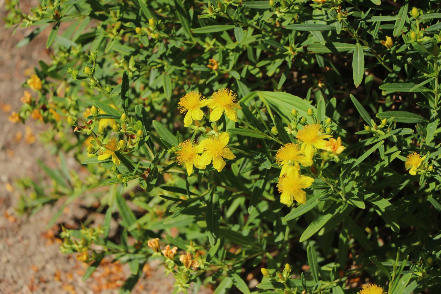 Kalms Johanniskraut PROVEN WINNERS ® 'Sunny Boulevard' - Hypericum kalmianum PROVEN WINNERS ® 'Sunny Boulevard'