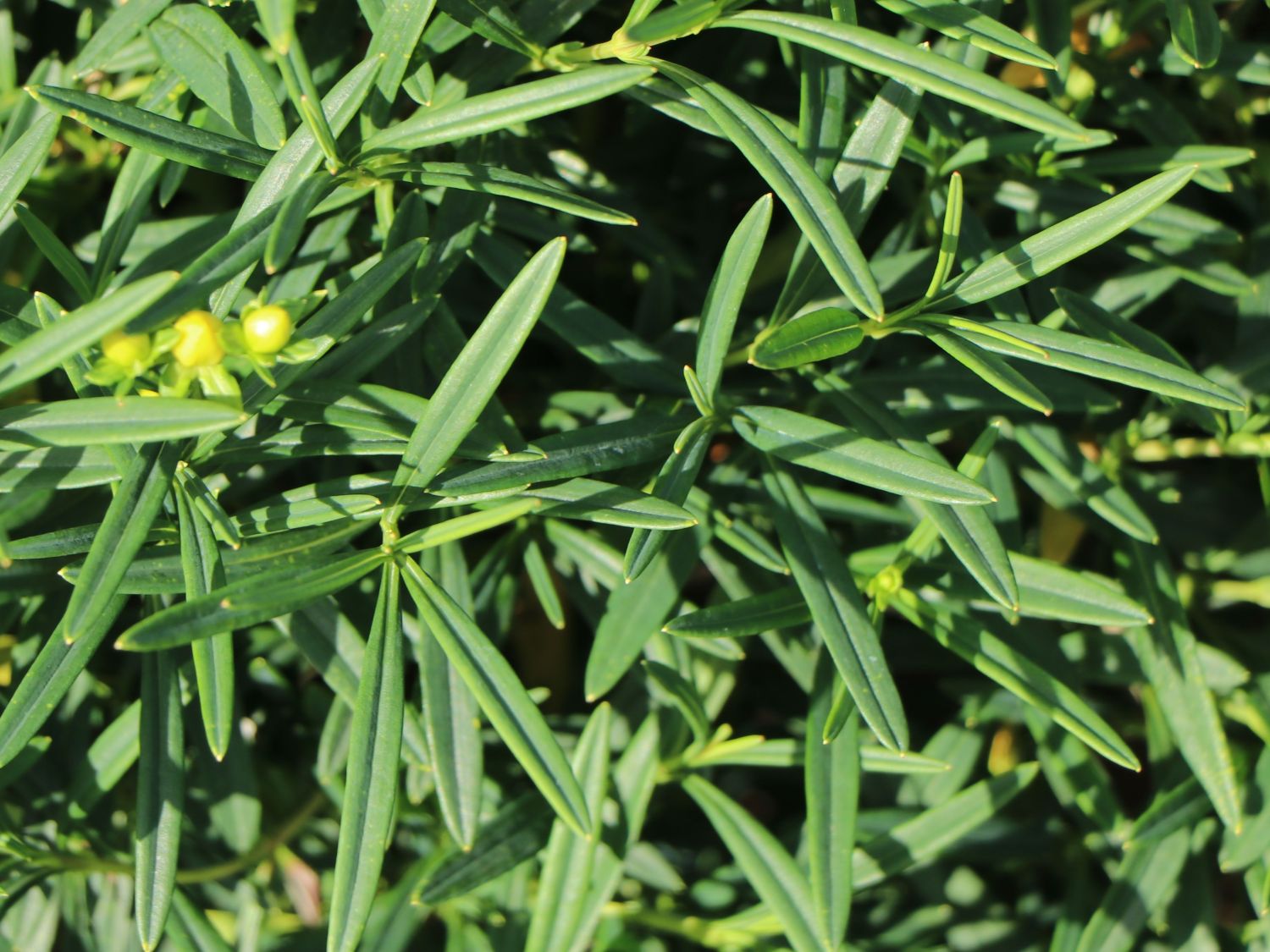 Kalms Johanniskraut PROVEN WINNERS ® 'Sunny Boulevard' - Hypericum kalmianum PROVEN WINNERS ® 'Sunny Boulevard'