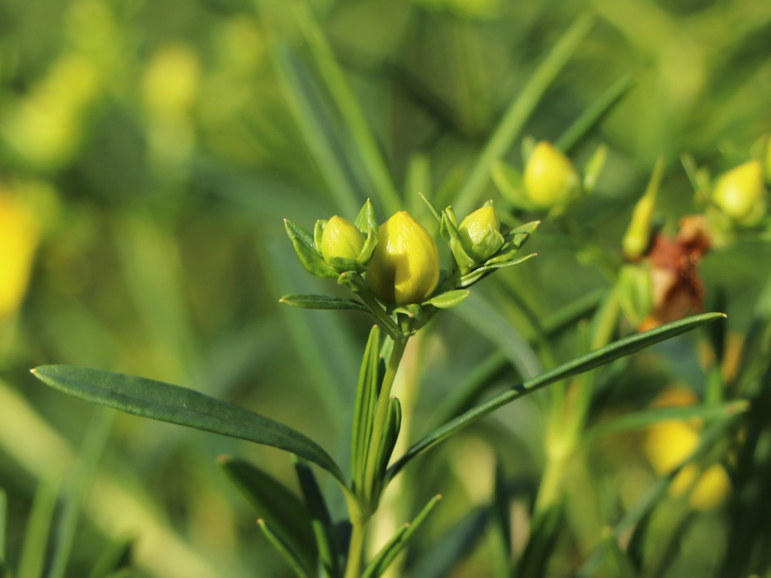 Kalms Johanniskraut PROVEN WINNERS ® 'Sunny Boulevard' - Hypericum kalmianum PROVEN WINNERS ® 'Sunny Boulevard'