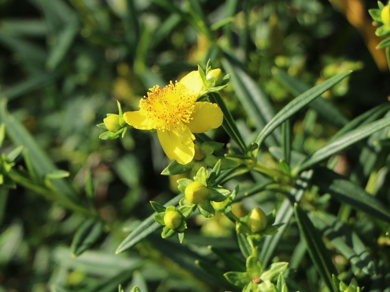 Kalms Johanniskraut PROVEN WINNERS ® 'Sunny Boulevard' - Hypericum kalmianum PROVEN WINNERS ® 'Sunny Boulevard'