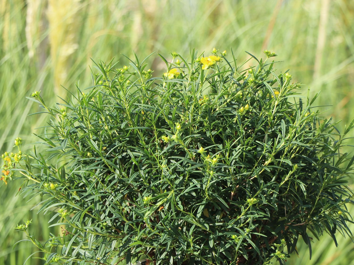 Kalms Johanniskraut PROVEN WINNERS ® 'Sunny Boulevard' - Hypericum kalmianum PROVEN WINNERS ® 'Sunny Boulevard'