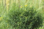 Kalms Johanniskraut PROVEN WINNERS ® 'Sunny Boulevard' - Hypericum kalmianum PROVEN WINNERS ® 'Sunny Boulevard'