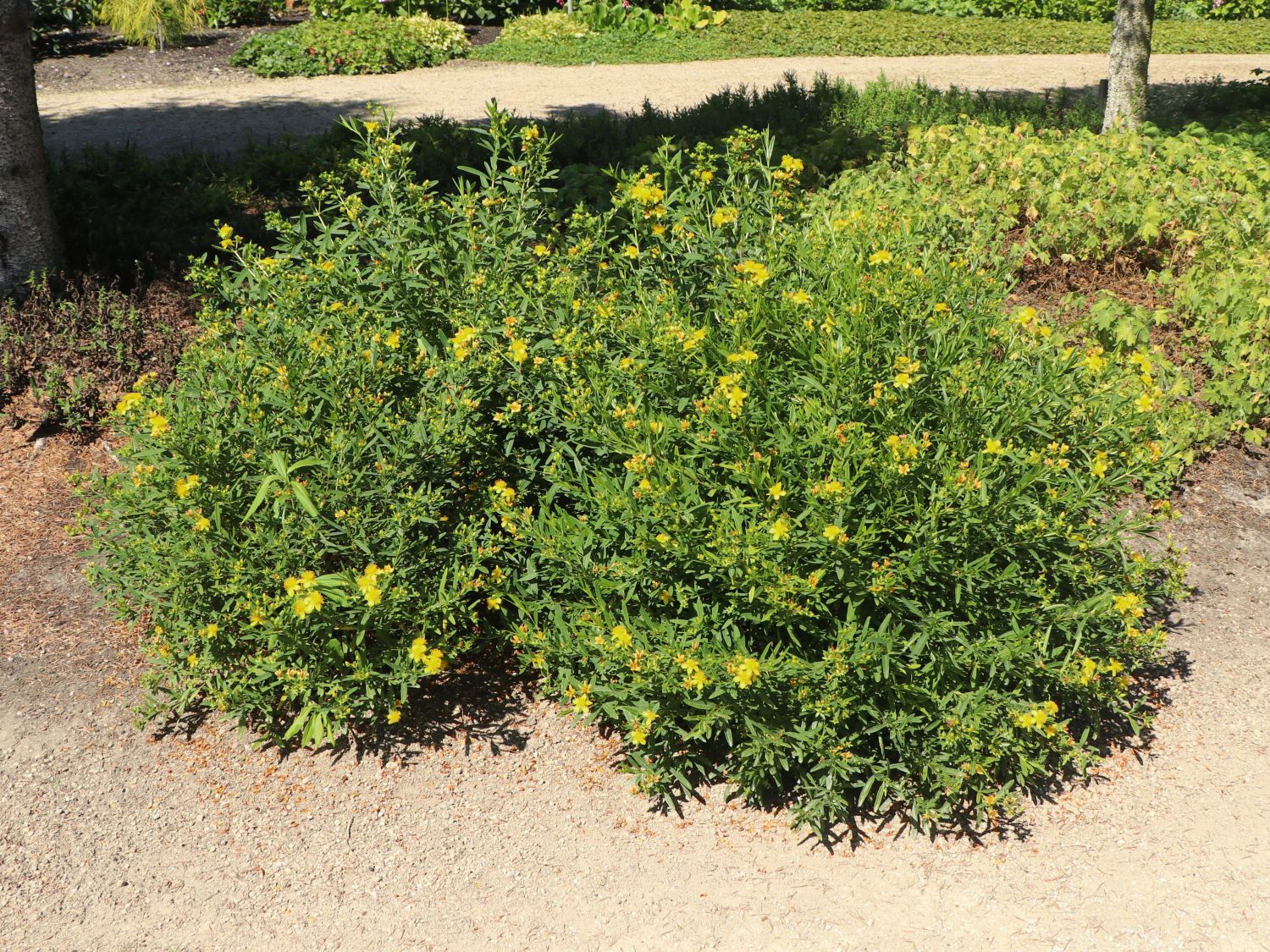 Kalms Johanniskraut PROVEN WINNERS ® 'Sunny Boulevard' - Hypericum kalmianum PROVEN WINNERS ® 'Sunny Boulevard'