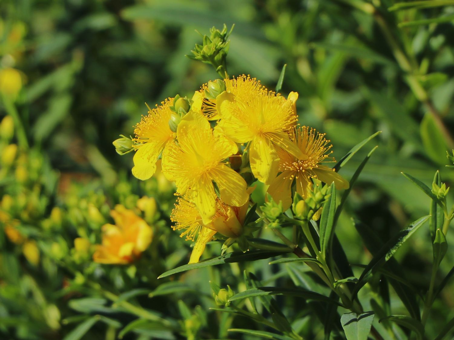 Kalms Johanniskraut PROVEN WINNERS ® 'Sunny Boulevard' - Hypericum kalmianum PROVEN WINNERS ® 'Sunny Boulevard'