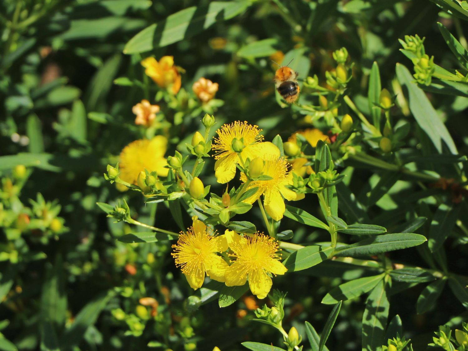 Kalms Johanniskraut PROVEN WINNERS ® 'Sunny Boulevard' - Hypericum kalmianum PROVEN WINNERS ® 'Sunny Boulevard'