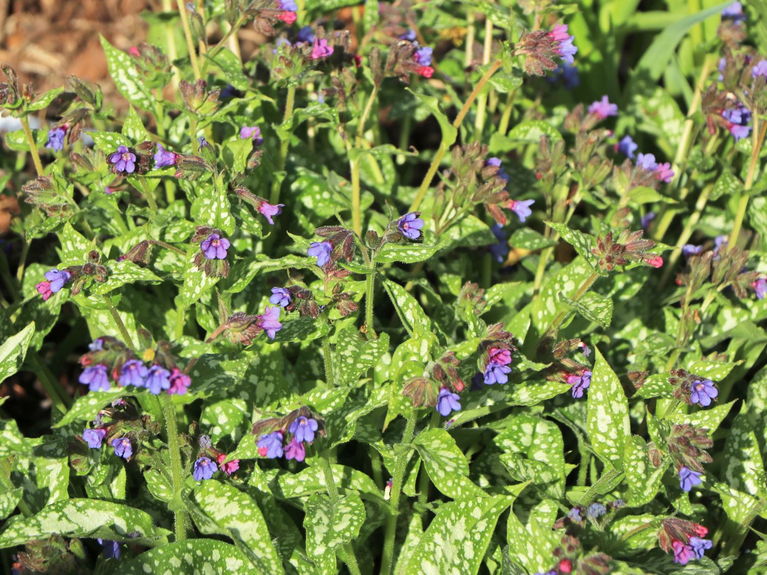 Echtes Lungenkraut - Pulmonaria officinalis