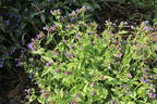 Echtes Lungenkraut - Pulmonaria officinalis