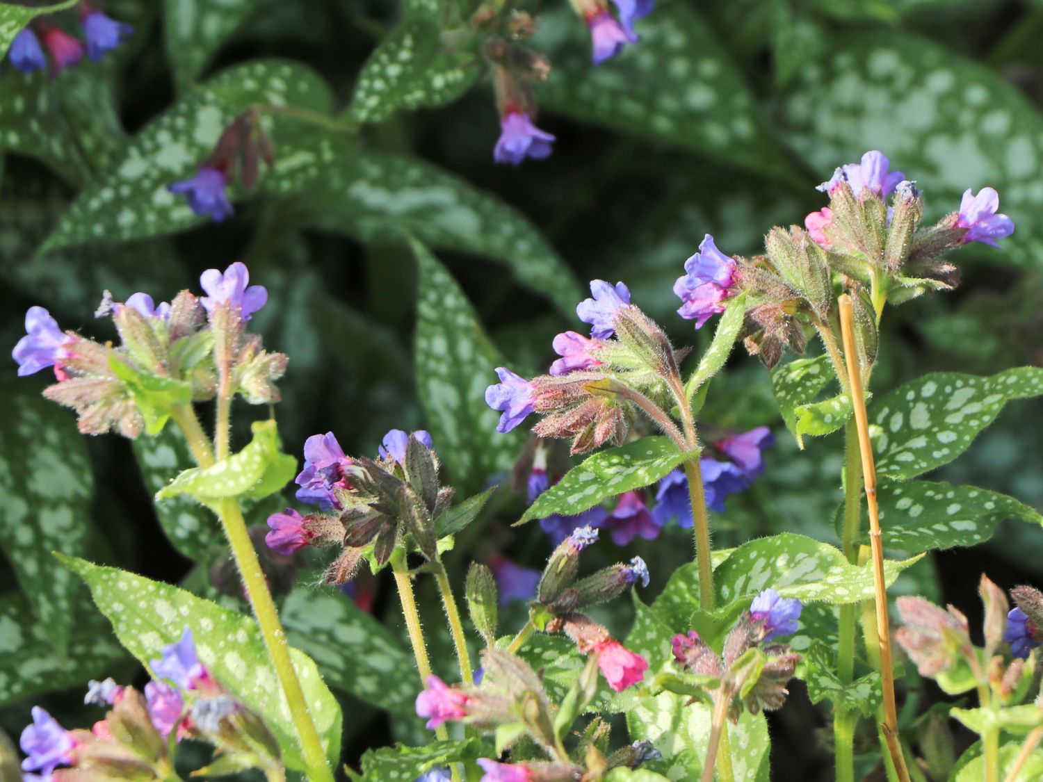Echtes Lungenkraut - Pulmonaria officinalis