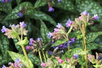 Echtes Lungenkraut - Pulmonaria officinalis
