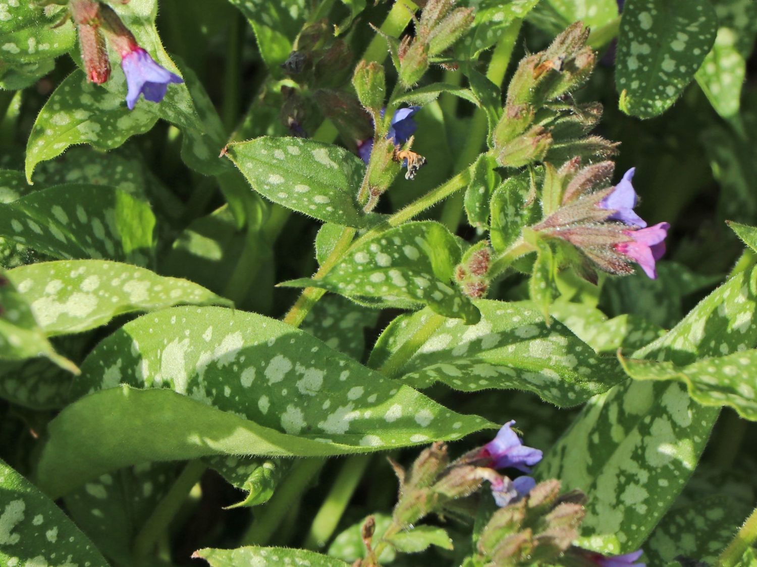 Echtes Lungenkraut - Pulmonaria officinalis