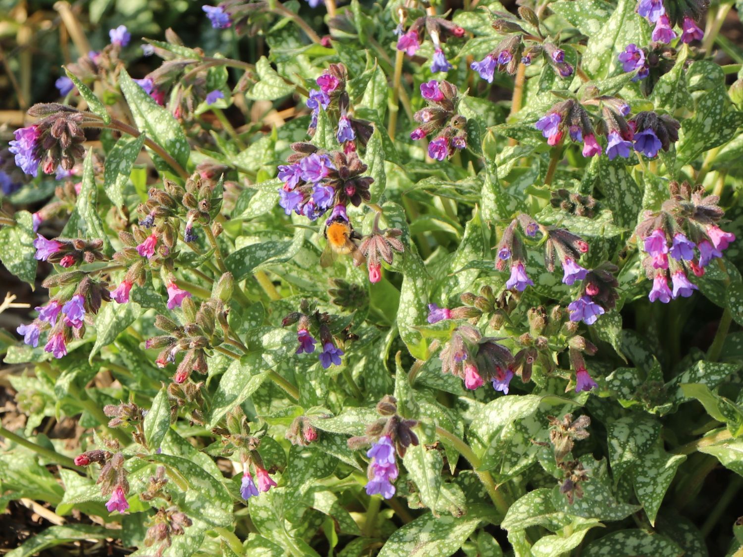 Echtes Lungenkraut - Pulmonaria officinalis