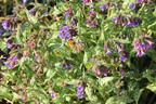 Echtes Lungenkraut - Pulmonaria officinalis