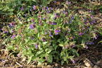 Echtes Lungenkraut - Pulmonaria officinalis