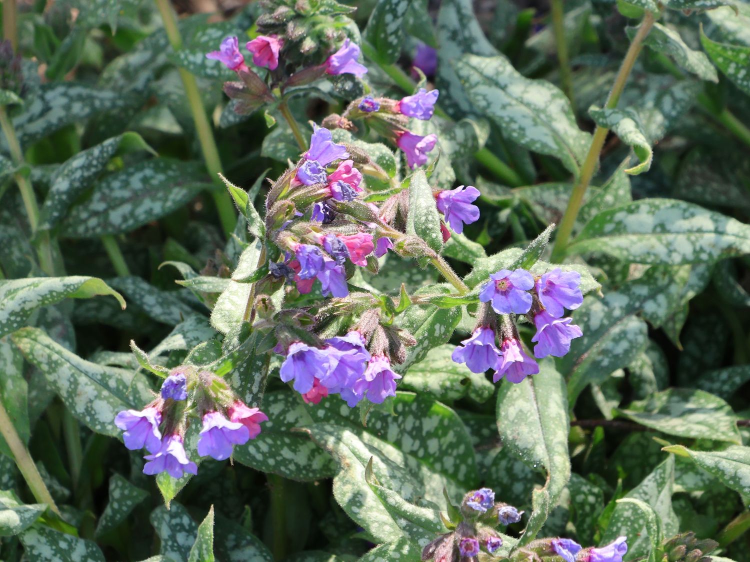 Echtes Lungenkraut - Pulmonaria officinalis