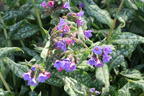 Echtes Lungenkraut - Pulmonaria officinalis