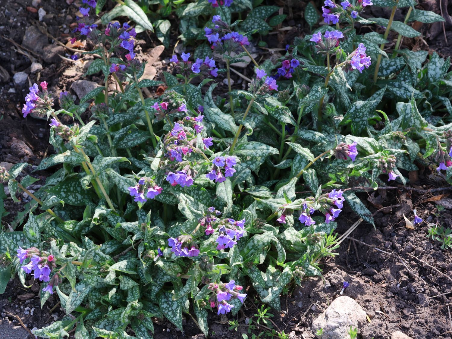 Echtes Lungenkraut - Pulmonaria officinalis