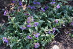 Echtes Lungenkraut - Pulmonaria officinalis